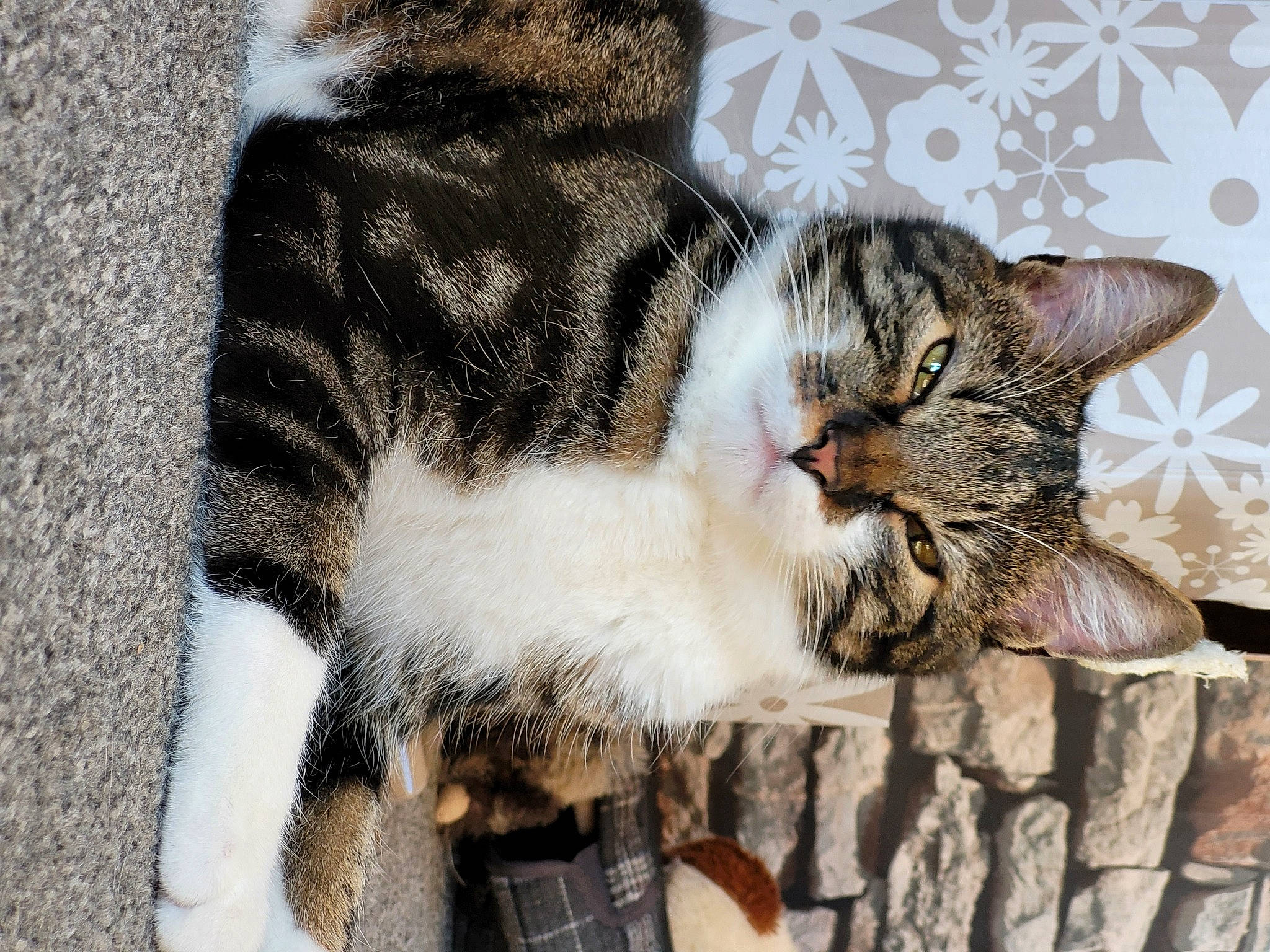 Diego is registered to the contest to win money with this photo: carnivore, cat, claw, comfort, domestic_short_haired_cat, felidae, fur, grass, paw, sitting, small_to_medium_sized_cats, tail, terrestrial_animal, tree, whiskers