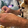 dog, small_dog, hands, food, table, indoor, television, plant, bottle, person, arm, curious, watching, furniture, living_room, close_up, pet, animal, brown_fur, white_fur