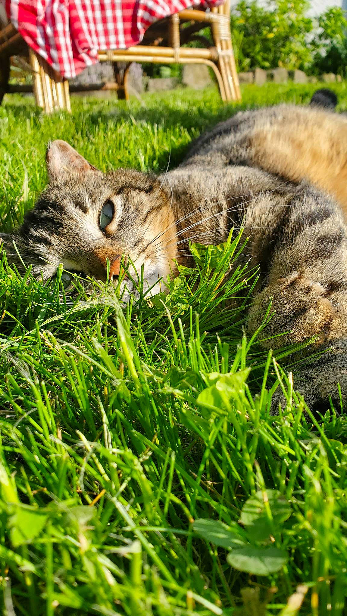 Yoda a rejoint le concours — aidez-le/la à gagner de superbes lots ! chipmunk, fawn, felidae, fur, grass, grass_family, grey_squirrel, ground_squirrels, groundcover, hare, lawn, plant, rodent, small_to_medium_sized_cats, snout, squirrel, tail, terrestrial_animal, tree, whiskers