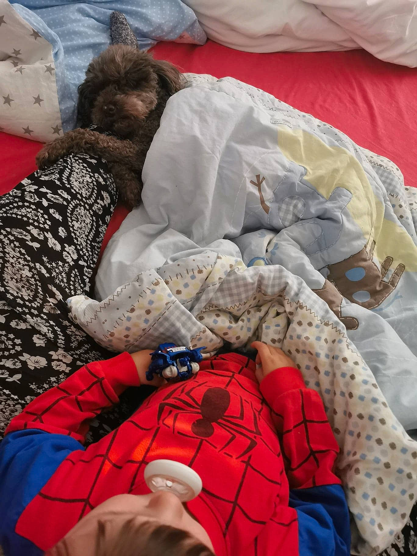 Booboo is registered to the contest to win money with this photo: bed_sheet, bedding, carmine, comfort, electric_blue, linens, nap, orange, pattern, room, sleeve, t_shirt, textile