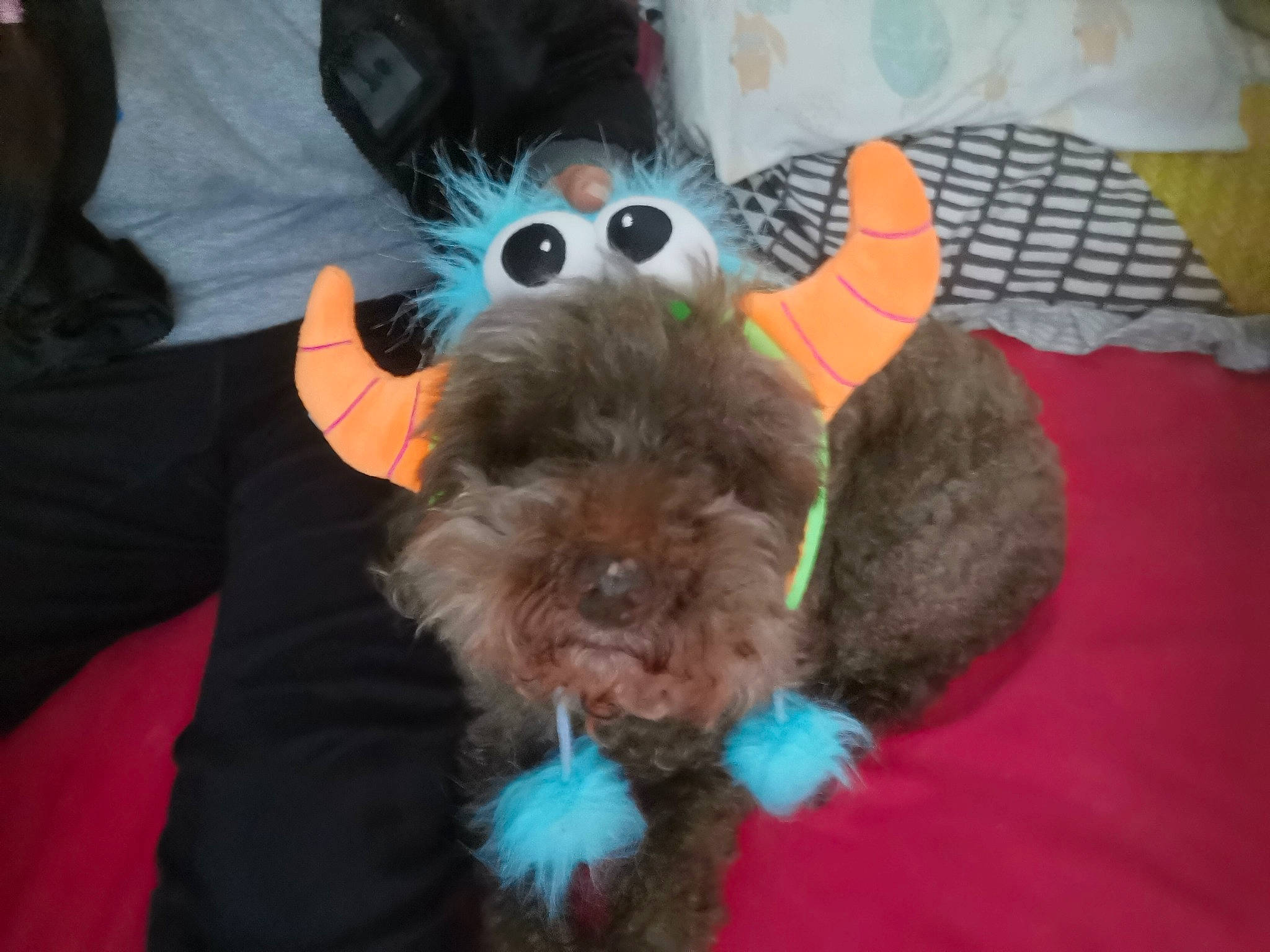 Booboo joined the competition — help win amazing prizes! canidae, carnivore, comfort, companion_dog, costume, dog_breed, dog_supply, fawn, fun, fur, liver, plush, snout, sporting_group, stuffed_toy, sunglasses, tail, toy, toy_dog, working_animal