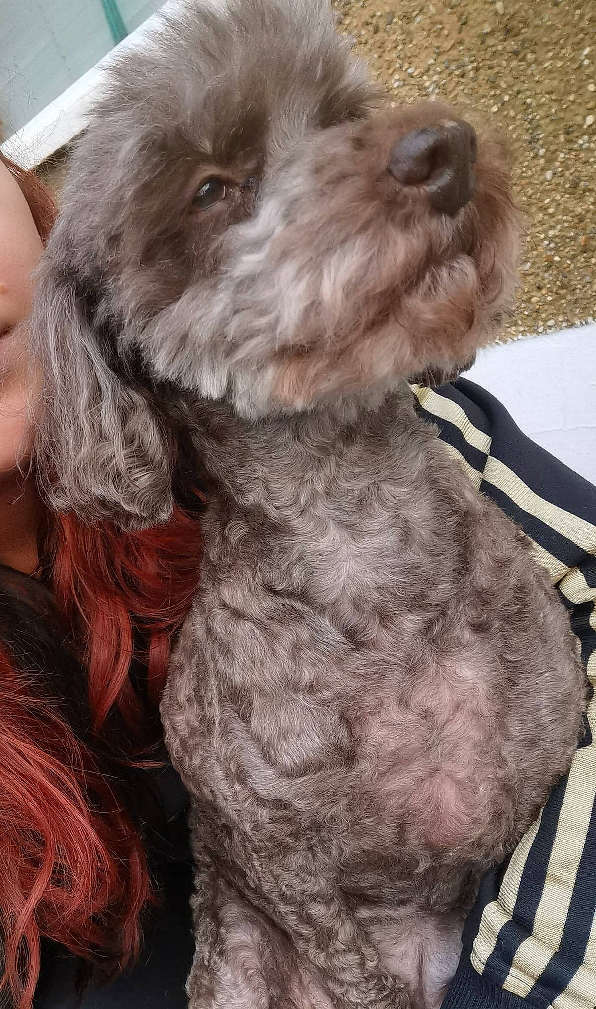 Booboo joined the competition — help win amazing prizes! canidae, carnivore, collar, comfort, companion_dog, dog, dog_breed, dog_collar, dog_supply, fur, labradoodle, liver, pointing_breed, pudelpointer, snout, sporting_group, stichelhaar, terrier, water_dog, working_animal