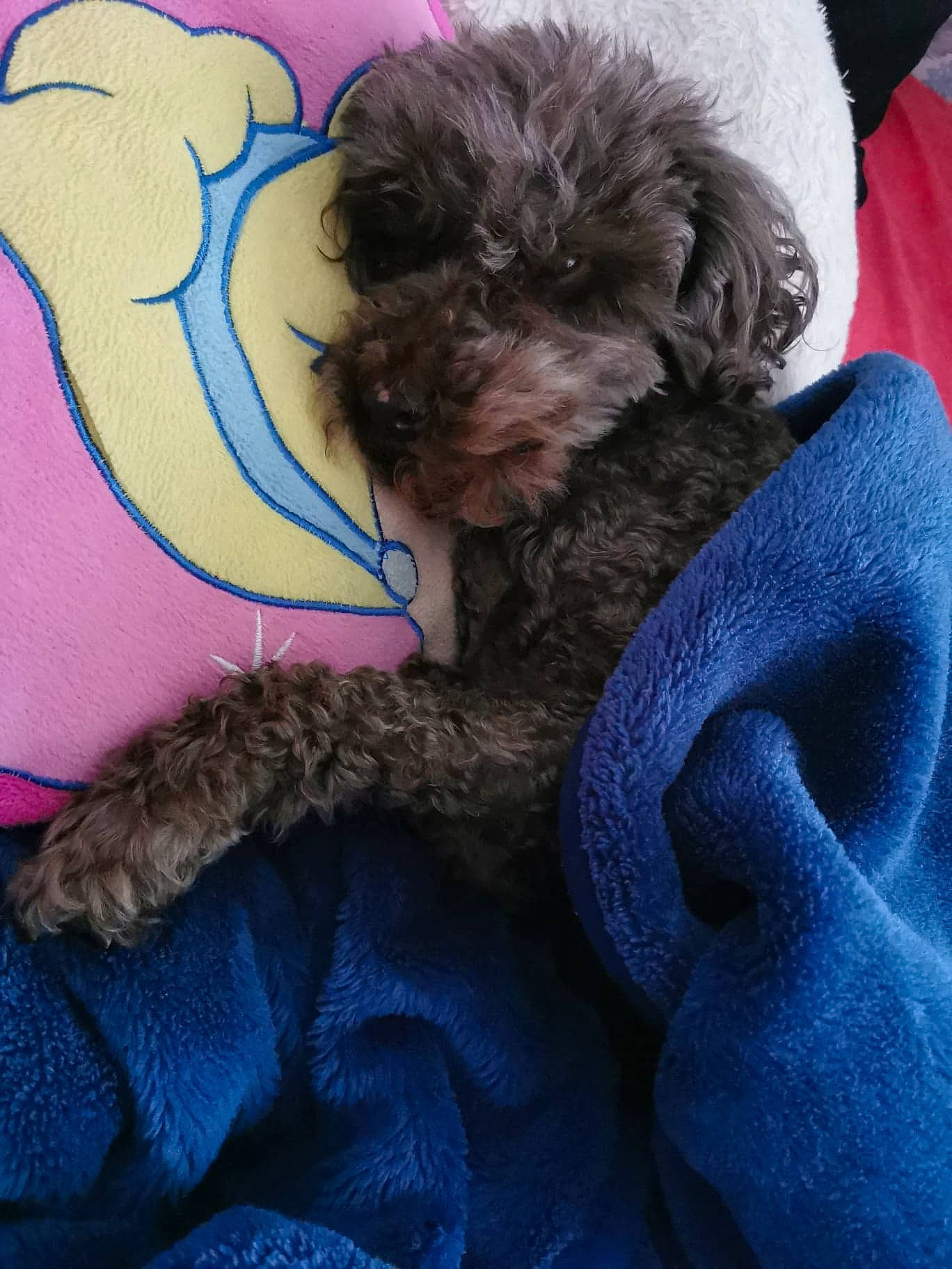 Booboo joined the competition — help win amazing prizes! blue, canidae, carnivore, comfort, companion_dog, dog, dog_breed, dog_collar, dog_supply, electric_blue, fawn, grey, linens, liver, snout, sporting_group, terrier, toy, toy_dog, water_dog