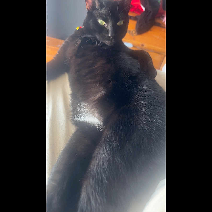 Salem is registered to the contest to win money with this photo: cat, black_cat, feline, pet, animal, indoor, relaxed, lying_down, fur, green_eyes, wooden_furniture, dresser, blurred_background, soft_lighting, domestic_cat, alert, resting, close_up, whiskers, portrait