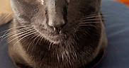 Salem joined the competition — help win amazing prizes! black_cat, cat, pet, animal, feline, yellow_eyes, whiskers, indoor, close_up, portrait, sitting, fur, domestic_cat, cute, curious, relaxed, soft_light, background_blur, eye_contact, black_fur