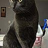 Salem joined the competition — help win amazing prizes! black_cat, cat, pet, animal, yellow_eyes, sitting, indoor, box, feline, whiskers, ears, fur, looking_away, household_items, spray_bottle, domestic, curious, portrait, side_view, cleaning_supplies
