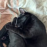 Salem is registered to the contest to win money with this photo: black_cat, cat, sleeping, curled_up, pet, animal, feline, fur, whiskers, ear, paw, blanket, texture, cozy, resting, indoor, domestic, cute, relaxed, nap