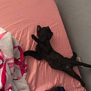Salem joined the competition — help win amazing prizes! black_cat, cat, bed, blanket, pink_sheet, stretching, sleeping, indoor, pet, feline, cozy, relaxed, paw, fur, animal, cute, resting, domestic_cat, mammal, sleep