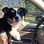 puppy, dog, car_interior, steering_wheel, car_door, window, fence, trees, sunny_day, person_holding_dog, seat, beige, black_and_white, cute, pet, animal, young_dog, fur, outdoor_view, daylight