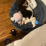 Ria is registered to the contest to win money with this photo: puppy, dog_bed, stuffed_toy, toy_ball, wooden_floor, indoor, playful, pet, animal, cozy, black_and_white, motion_blur, cute, small_dog, home, relaxing, soft_bed, flooring, pet_toys, domestic_animal