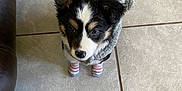 Ria is registered to the contest to win money with this photo: puppy, dog, tile_floor, costume, striped_socks, black_and_white, fur, pet, cute, indoors, small, ears, looking_up, animal, adorable, cozy, playful, young, standing, companion