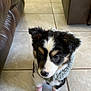 Ria joined the competition — help win amazing prizes! puppy, dog, socks, striped_socks, fuzzy_collar, tile_floor, indoor, cute, pet, small_dog, black_and_white, fur, ears, nose, eyes, leather_couch, living_room, floor_tiles, domestic_animal, young_dog