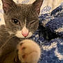 Chompi is registered to the contest to win money with this photo: cat, gray_cat, white_paw, paw, winking, close_up, pet, feline, whiskers, pink_nose, indoor, blanket, blue_blanket, soft_texture, cute, playful, animal, fur, relaxed, cozy