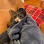Chompi joined the competition — help win amazing prizes! cat, towel, wrapped, cozy, indoor, bare_skin, leg, plaid_blanket, wooden_floor, feline, pet, gray_cat, pink_nose, ears, whiskers, relaxed, home, blanket, comfort, animal