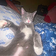 Chompi joined the competition — help win amazing prizes! cat, gray_cat, white_cat, pet, sleepy, bed, blanket, blue_blanket, paw, pink_nose, indoor, feline, resting, animal, cute, cozy, fur, whiskers, relaxed, domestic_cat