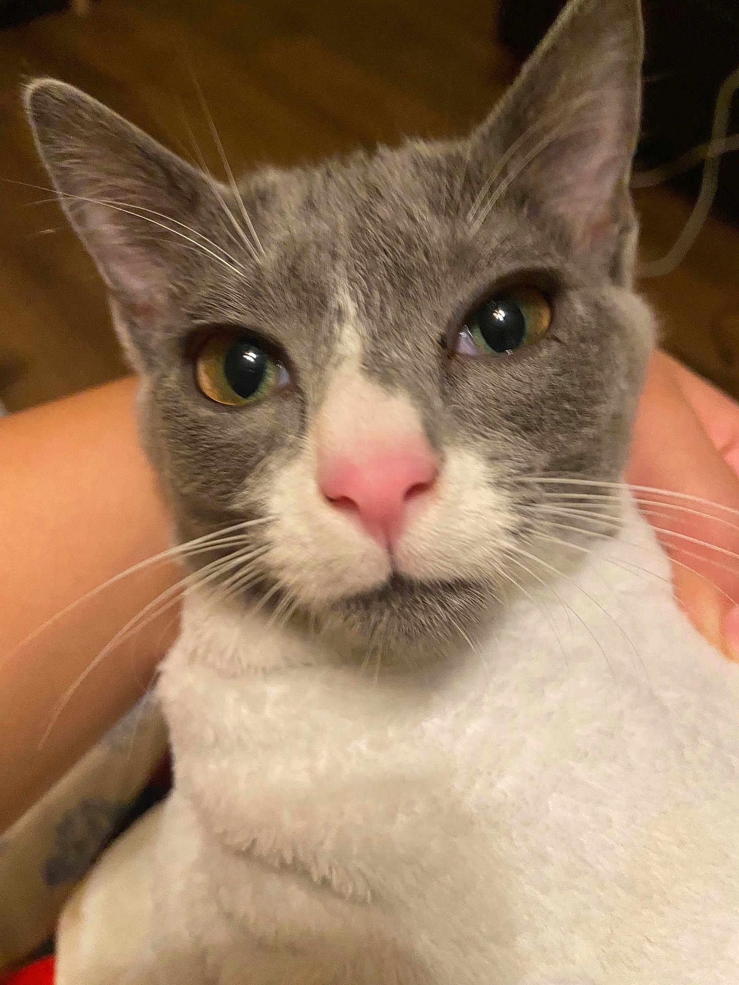 Chompi joined the competition — help win amazing prizes! cat, gray_cat, white_cat, pet, close_up, pink_nose, whiskers, feline, indoor, animal, cute, looking_at_camera, face, ears, fur, domestic_cat, pet_owner, human_hand, cozy, curious