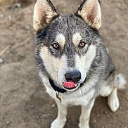 Buddy is registered to the contest to win money with this photo: dog, husky, animal, pet, mammal, outdoor, fur, ears, nose, tongue, brown_eyes, collar, sitting, cute, canine, friendly, alert, portrait, ground, nature