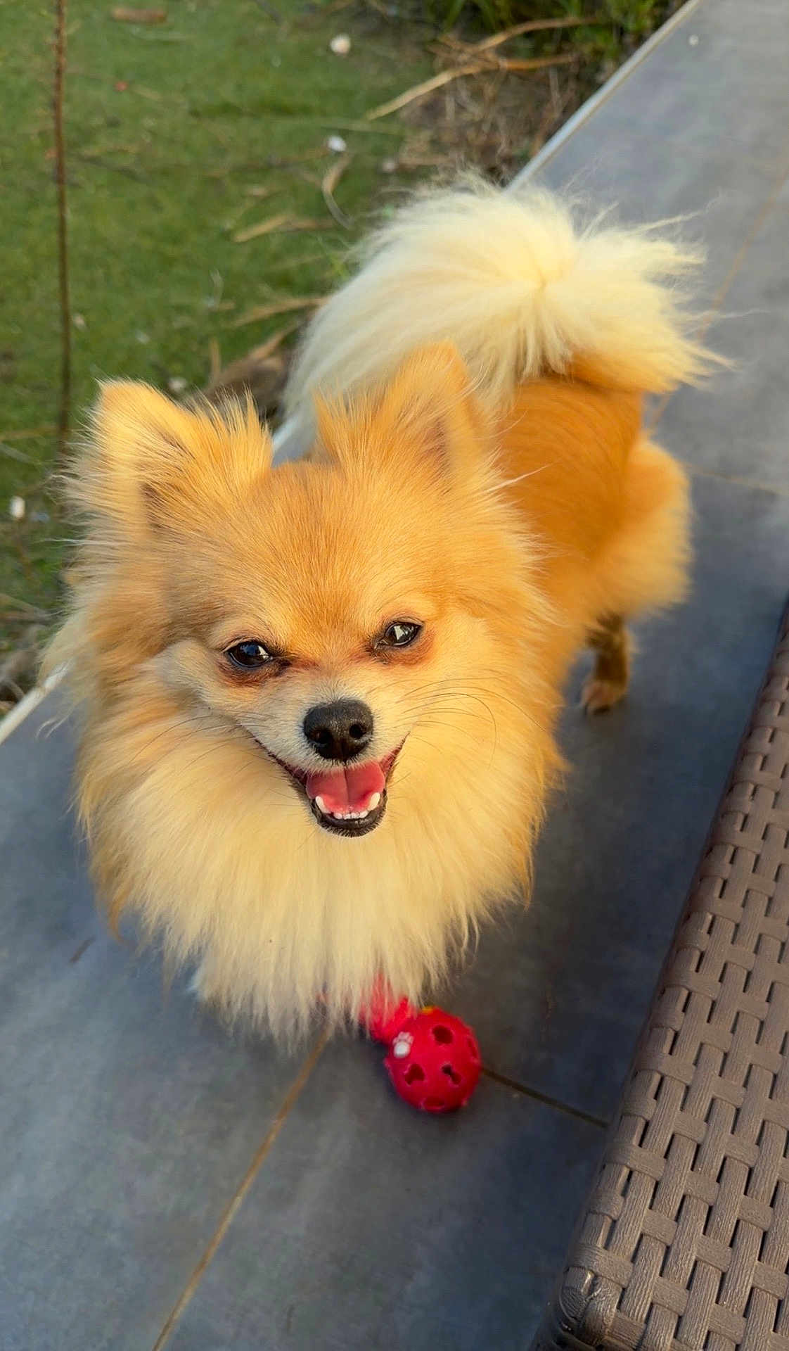Simba participe au concours pour gagner de l'argent avec cette photo : dog, pomeranian, small_dog, pet, fluffy, fur, smiling, tongue_out, toy, red_toy, outdoor, grass, patio, tile_floor, tail, ears, face, close_up, portrait, wicker_table