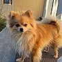 dog, pomeranian, small_dog, fluffy, fur, portrait, pet, outdoor, patio, wicker, sunlight, ears, tail, cute, standing, paws, nose, eyes, companion, domestic_animal