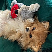 Simba a rejoint le concours — aidez-le/la à gagner de superbes lots ! pomeranian, dog, pet, fur, cute, cozy, plush_toy, stuffed_animal, red_heart, blanket, green_blanket, sleeping, close_up, portrait, indoor, toy_mouse, snuggling, nose, eyes, bed