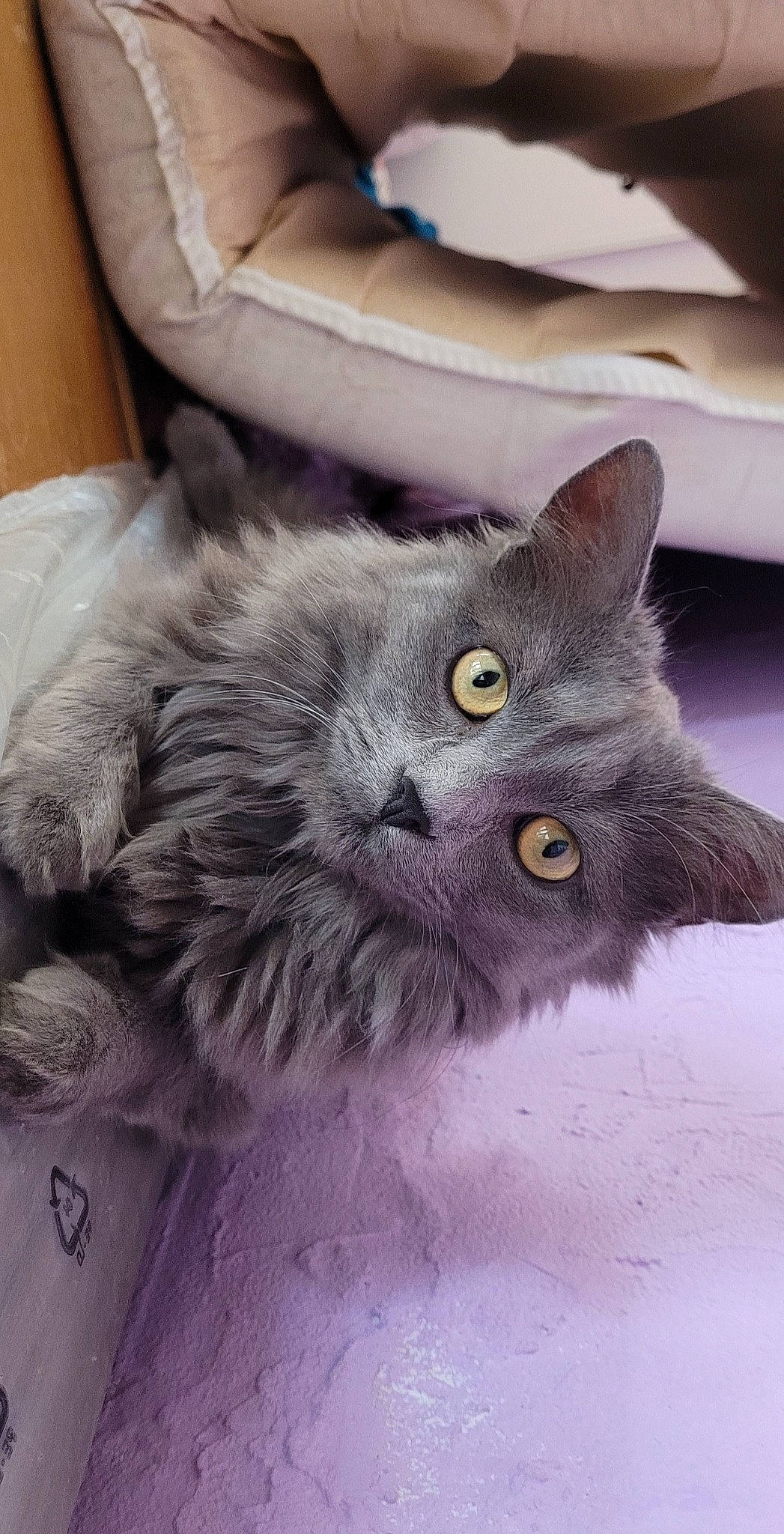 Boo participe au concours pour gagner de l'argent avec cette photo : black_cat, british_longhair, carnivore, cat, chartreux, comfort, domestic_short_haired_cat, felidae, fur, grey, paw, russian_blue, small_to_medium_sized_cats, snout, tail, terrestrial_animal, vertebrate, whiskers