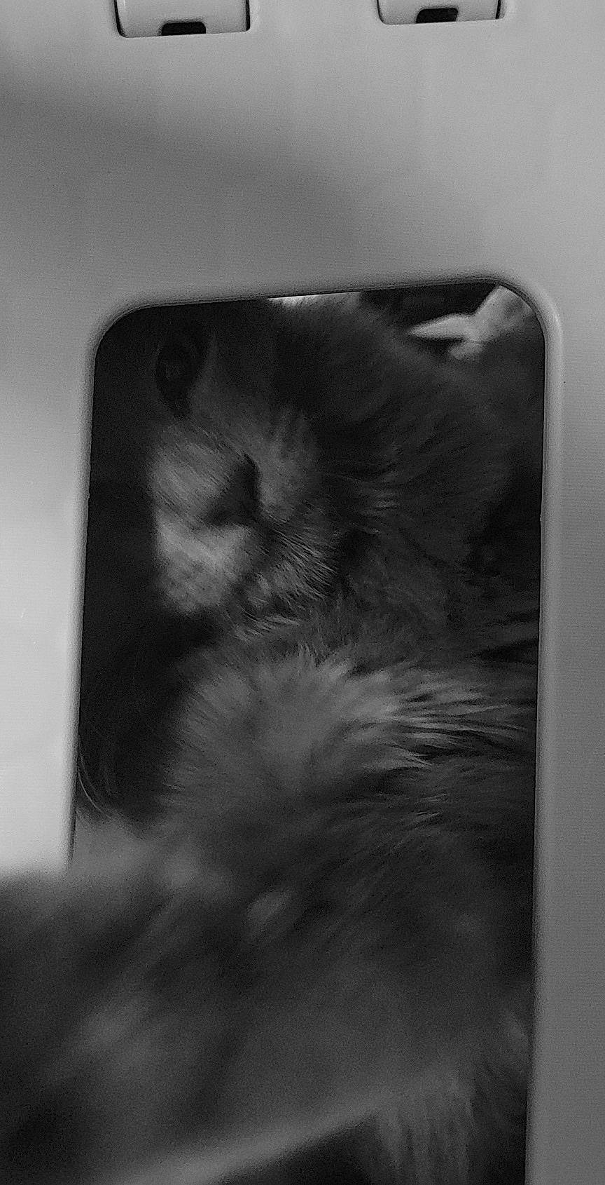 Boo a rejoint le concours — aidez-le/la à gagner de superbes lots ! carnivore, cat, darkness, felidae, fur, grey, monochrome, monochrome_photography, paw, rectangle, room, shadow, small_to_medium_sized_cats, snout, sporting_group, still_life_photography, tail, tints_and_shades, whiskers, wildlife