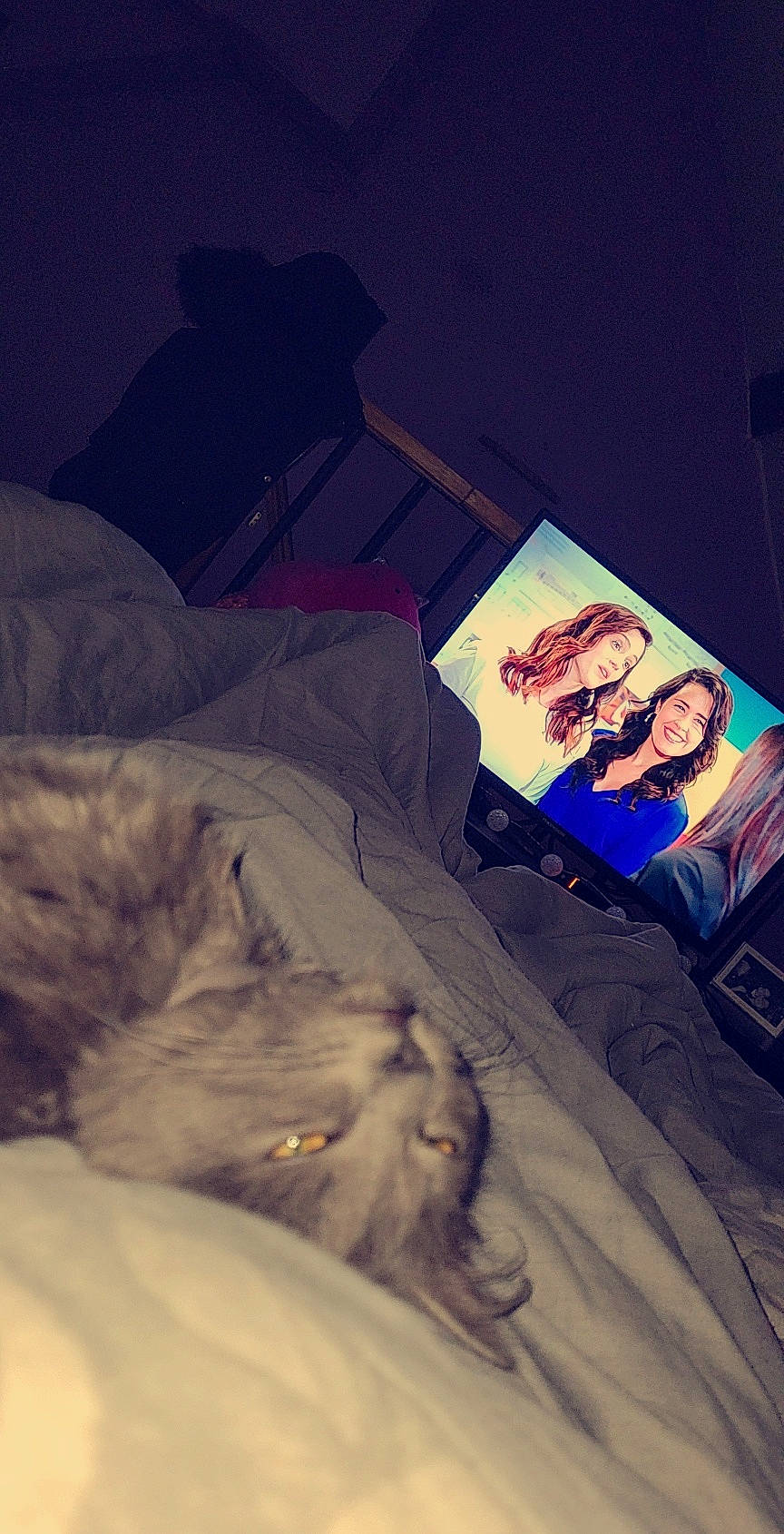 Boo a rejoint le concours — aidez-le/la à gagner de superbes lots ! bed, bed_sheet, bedding, bedroom, carnivore, cat, cloud, comfort, companion_dog, darkness, felidae, fur, linens, night, room, sitting, sky, small_to_medium_sized_cats, tints_and_shades, whiskers