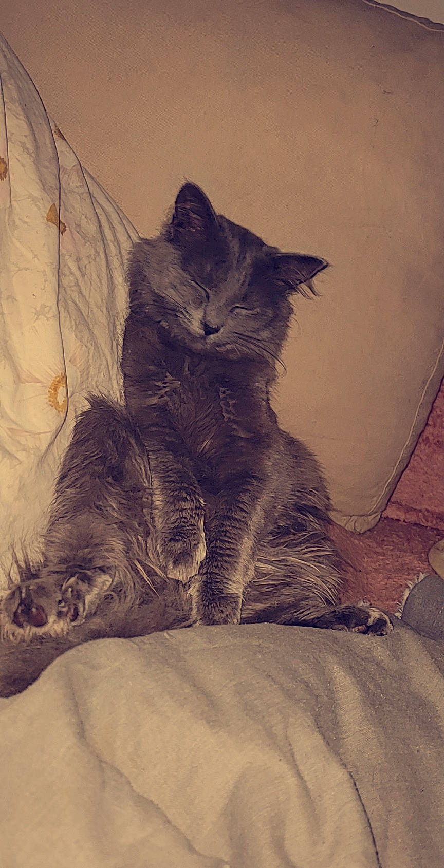 Boo participe au concours pour gagner de l'argent avec cette photo : art, bed, black_cat, carnivore, cat, claw, comfort, domestic_short_haired_cat, felidae, fur, grey, human_leg, paw, shadow, sitting, small_to_medium_sized_cats, snout, tail, tints_and_shades, whiskers