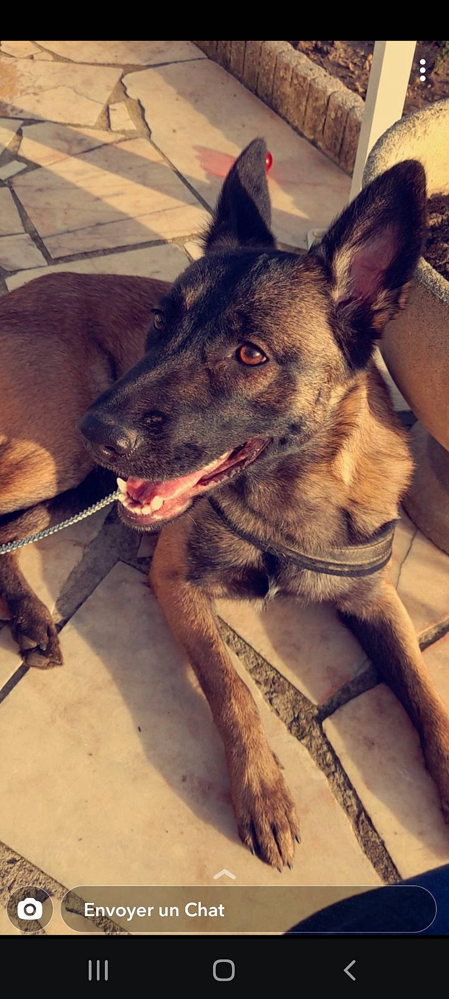 Nala a rejoint le concours — aidez-le/la à gagner de superbes lots ! canidae, carnivore, companion_dog, dog, dog_breed, ear, east_european_shepherd, fawn, fur, german_shepherd_dog, guard_dog, herding_dog, jaw, paw, snout, sporting_group, street_dog, whiskers, working_animal, working_dog