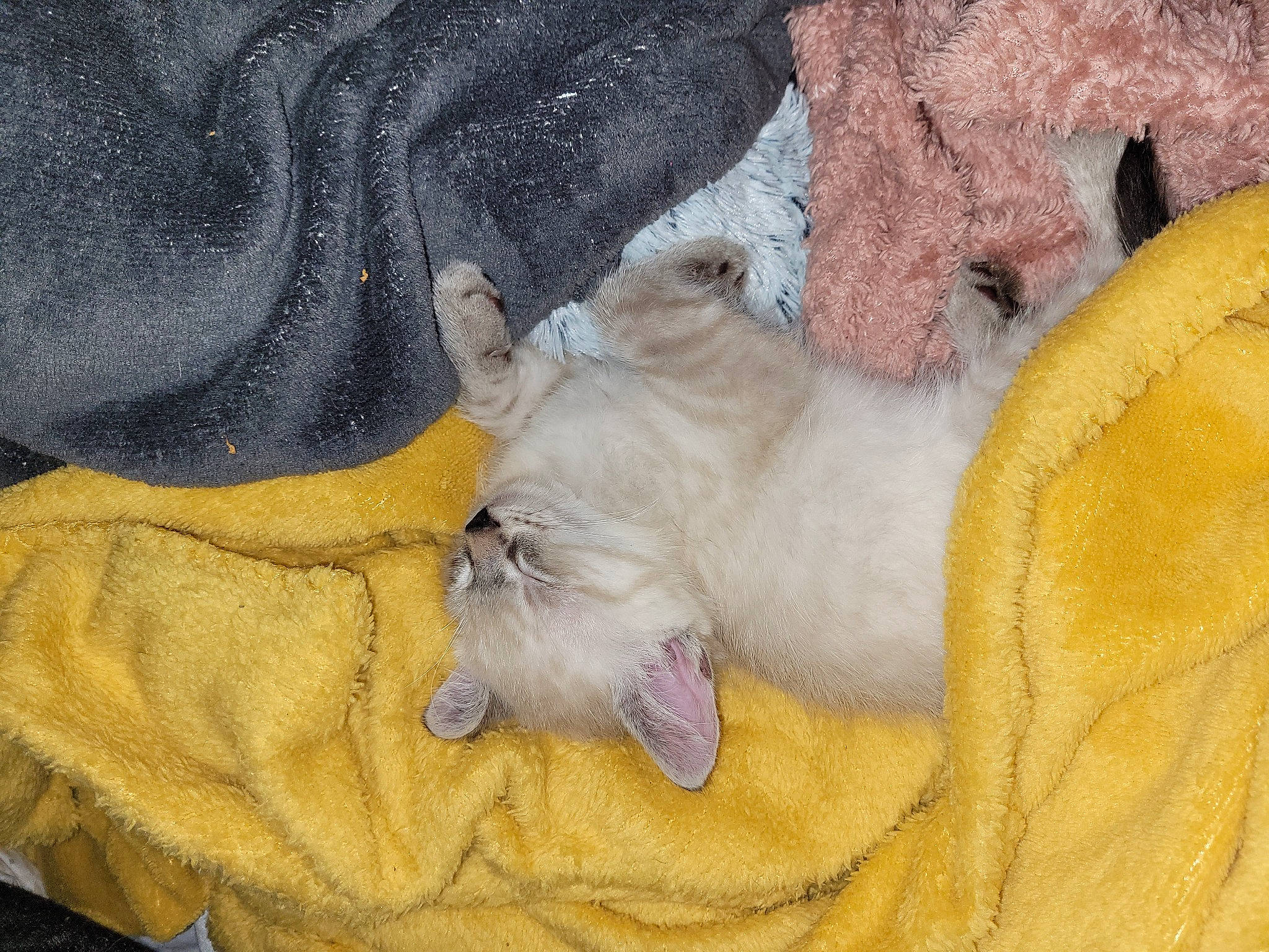 Fifou a rejoint le concours — aidez-le/la à gagner de superbes lots ! canidae, carnivore, cat, claw, comfort, companion_dog, dog_breed, domestic_short_haired_cat, fawn, felidae, fur, grey, mammal, paw, small_to_medium_sized_cats, sporting_group, tail, terrestrial_animal, vertebrate, whiskers