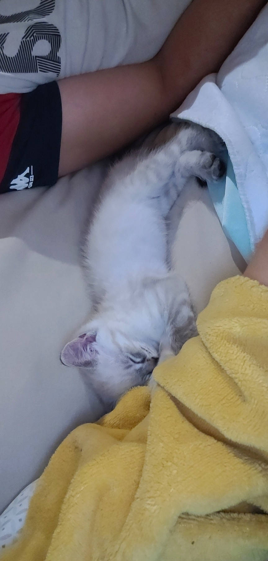 Fifou participe au concours pour gagner de l'argent avec cette photo : bed_sheet, bedding, canidae, carnivore, cat, comfort, companion_dog, couch, dog_breed, duvet, fawn, felidae, fur, grey, linens, paw, small_to_medium_sized_cats, tail, textile, whiskers