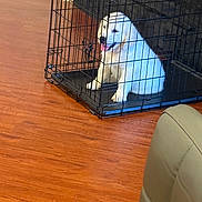 Casper is registered to the contest to win money with this photo: dog, white_dog, puppy, pet, animal, crate, cage, indoors, wooden_floor, home, sitting, standing, fluffy, white_fur, black_bars, portrait, looking_at_camera, furniture, chair, indoor_pets