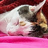 cat, calico, sleeping, nap, pet, animal, feline, close_up, portrait, whiskers, ears, closed_eyes, fur, pink_blanket, red_blanket, cozy, indoors, resting, cute, peaceful