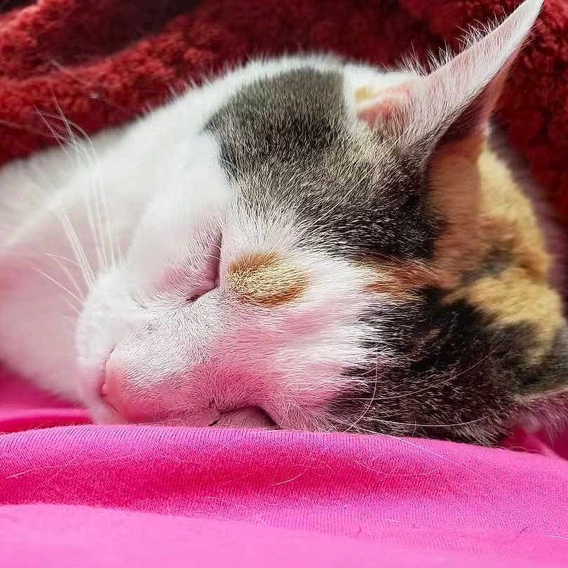 Charlie Mae