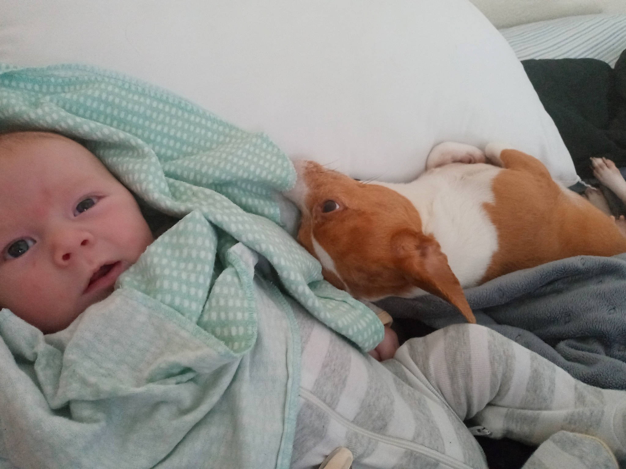 Micheal is registered to the contest to win money with this photo: abdomen, baby, bedtime, child, childbirth, comfort, companion_dog, dog, dog_breed, ear, health_care, hospital, linens, medical, nap, patient, person, service, sleep, toddler