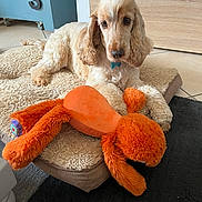 Shoko a rejoint le concours — aidez-le/la à gagner de superbes lots ! animal, bed, calendar, carpet, cozy, curious, decor, dog, floor, fluffy, home, indoor, light_brown, pet, plush_toy, relaxed, resting, room, toy, wooden_furniture