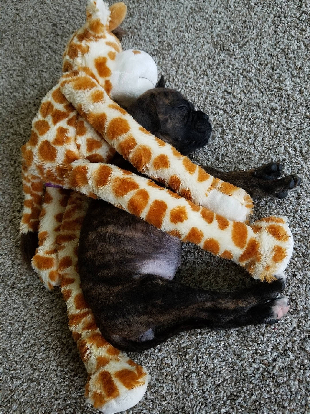 Arleigh joined the competition — help win amazing prizes! baby_toddler_clothing, brown, clothing, fashion_accessory, fashion_design, fawn, font, fur, giraffe, giraffidae, headgear, pattern, polka_dot, sleeve, tail, terrestrial_animal, toy, window, wood, wool