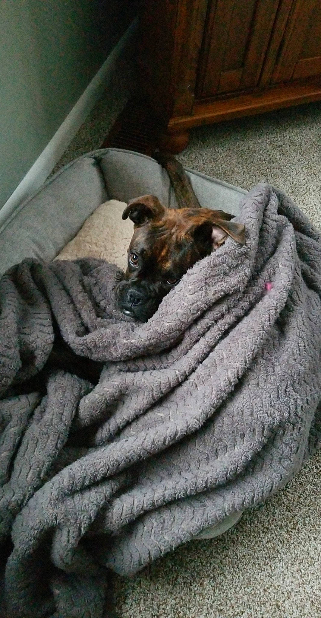 Arleigh is registered to the contest to win money with this photo: bedding, carnivore, comfort, companion_dog, dog, dog_breed, fawn, flooring, fur, grey, hardwood, linens, liver, room, sporting_group, tail, toy_dog, wood, wool, working_animal