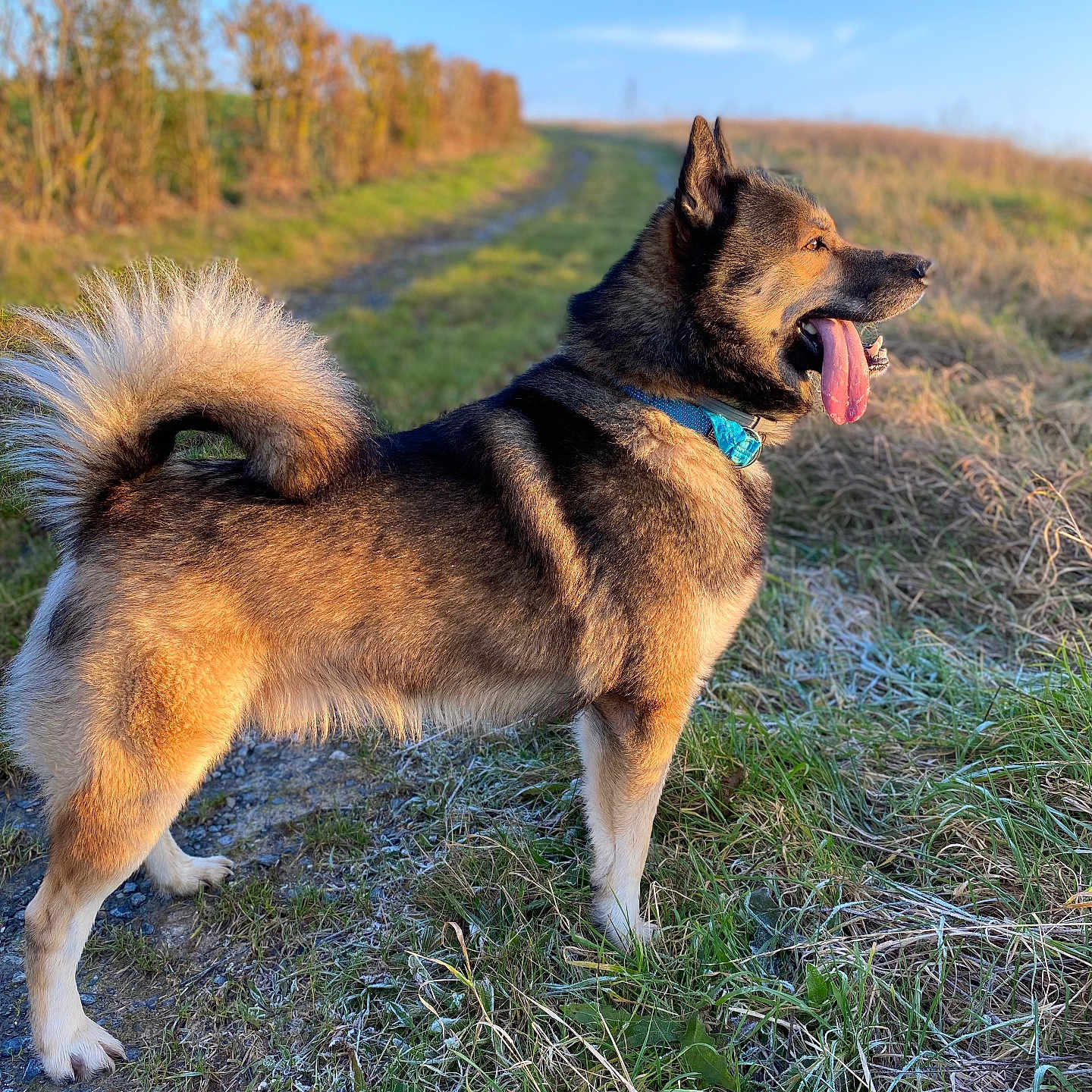 Lyko a rejoint le concours — aidez-le/la à gagner de superbes lots ! animal, bodypart, canine, dog, germanshepherd, grass, husky, mouth, person, pet, plant, policedog, puppy, tongue, walkingdog