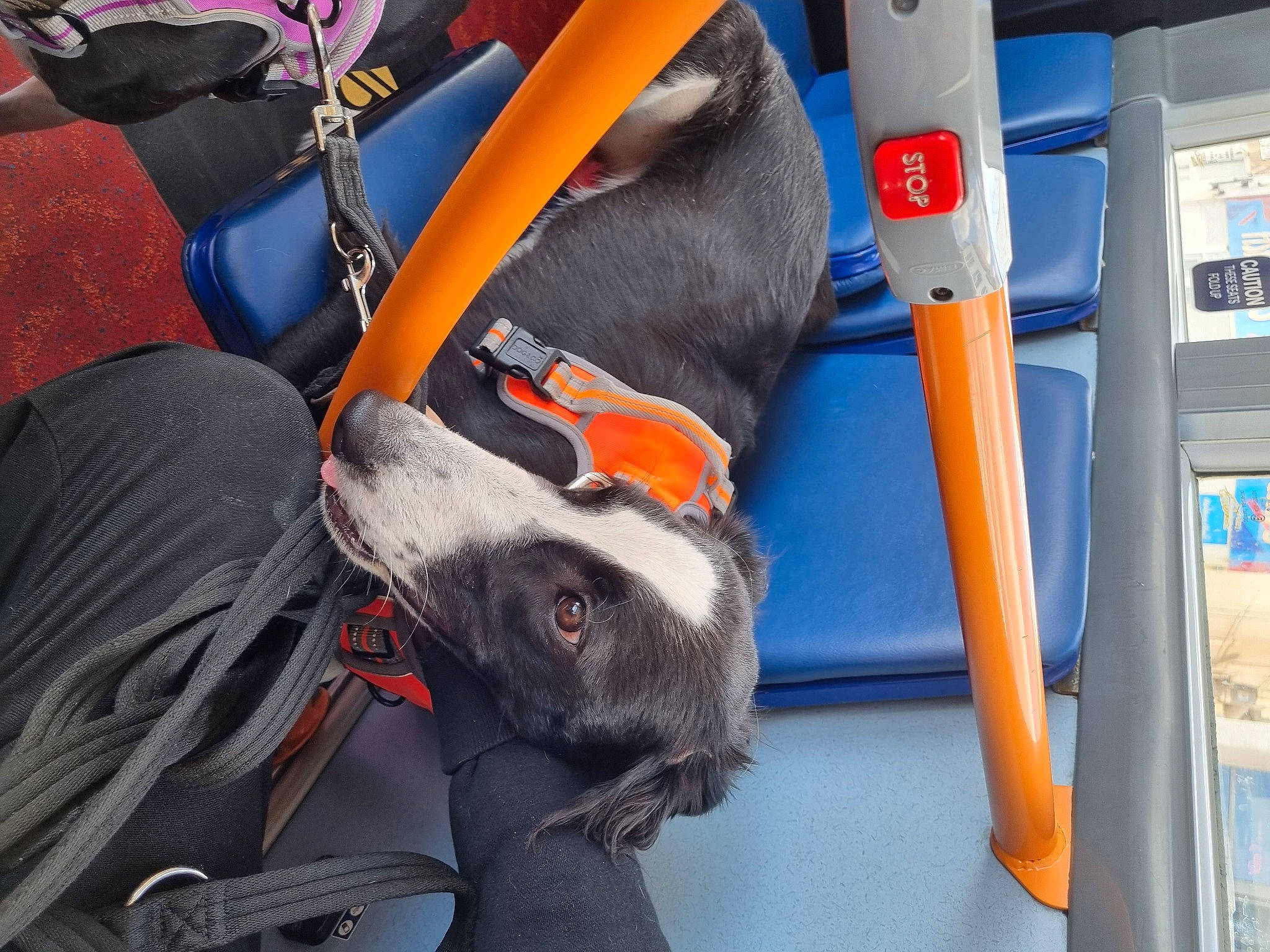 Loki is registered to the contest to win money with this photo: auto_part, automotive_tire, bag, canidae, carnivore, collar, comfort, companion_dog, dog, dog_breed, electric_blue, fashion_accessory, human_leg, leash, personal_protective_equipment, recreation, service, sporting_group, tail, thigh