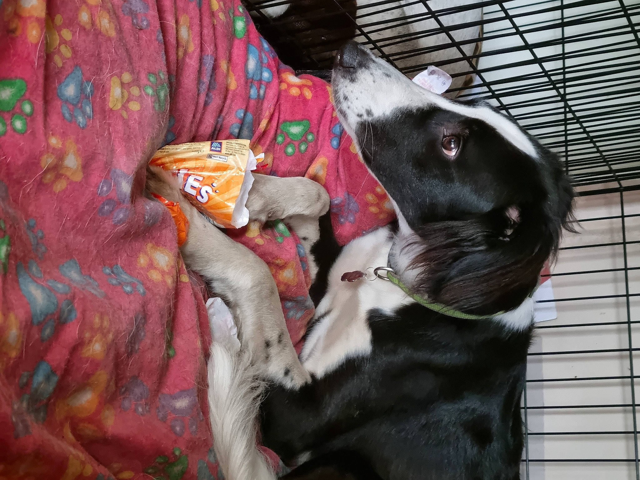 Loki is registered to the contest to win money with this photo: animal_shelter, canidae, carnivore, collar, companion_dog, dog_breed, fawn, felidae, fur, goat, goats, livestock, pet_supply, rabbit, snout, sporting_group, tail, terrestrial_animal, whiskers, working_animal