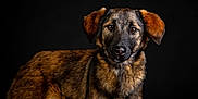 Love participe au concours pour gagner de l'argent avec cette photo : dog, brindle_coat, portrait, animal, pet, studio, black_background, fur, ears, eyes, muzzle, canine, looking_at_camera, close_up, domestic_animal, alert, expression, head, photography, adorable