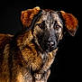 Love participe au concours pour gagner de l'argent avec cette photo : dog, portrait, animal, pet, fur, brown_fur, black_background, closeup, ears, face, muzzle, canine, looking, studio, photography, expression, alert, whiskers, domestic_animal, headshot