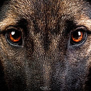 Love participe au concours pour gagner de l'argent avec cette photo : dog, close_up, face, eyes, fur, animal, pet, portrait, canine, brown, black, texture, intense, focus, macro, muzzle, whiskers, expression, alert, domestic_animal