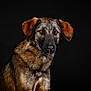 Love participe au concours pour gagner de l'argent avec cette photo : dog, portrait, brown_fur, black_fur, pet, animal, studio, black_background, canine, looking_at_camera, ears, snout, fur_texture, sitting, domestic_animal, mammal, companion, animal_portrait, alert, close_up