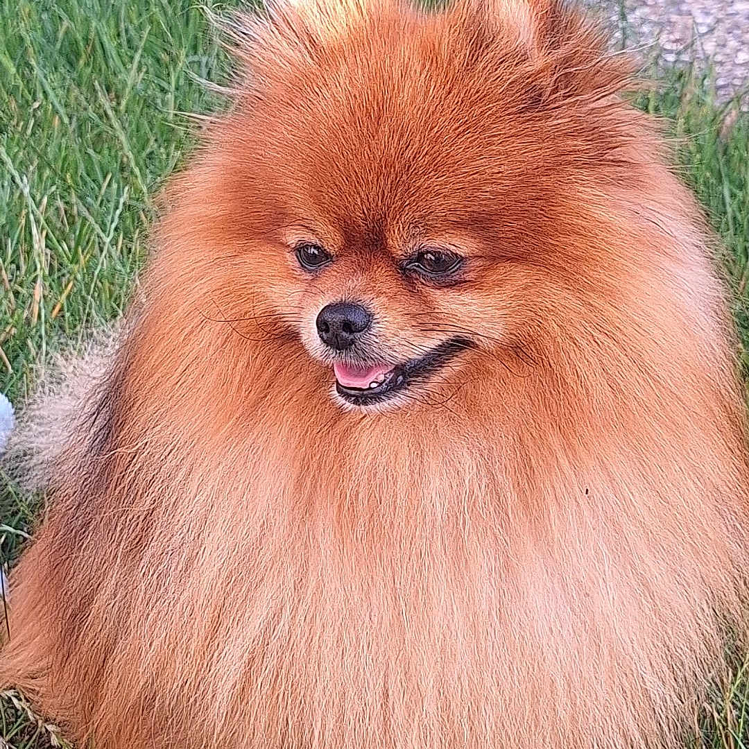 Tilou participe au concours pour gagner de l'argent avec cette photo : adorable, animal, canine, closeup, cute, dog, fluffy, friendly, fur, grass, happy, mammal, nature, outdoor, pet, pomeranian, portrait, sitting, small_dog, smiling