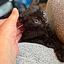 Knox is registered to the contest to win money with this photo: black_kitten, cat, hand, pet, close_up, indoor, cozy, feline, whiskers, soft_texture, cushion, grey_fabric, relaxed, cute, young_animal, small_pet, human_interaction, domestic_animal, comfort, resting