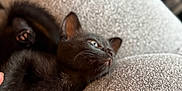 Knox is registered to the contest to win money with this photo: black_cat, kitten, pet, animal, feline, couch, indoor, cute, fur, whiskers, paw, relaxing, cozy, texture, closeup, sleepy, domestic_cat, resting, soft, companion