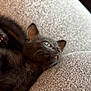 black_cat, kitten, pet, animal, feline, couch, indoor, cute, fur, whiskers, paw, relaxing, cozy, texture, closeup, sleepy, domestic_cat, resting, soft, companion