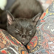 Knox joined the competition — help win amazing prizes! kitten, cat, sleeping, black_cat, closeup, patterned_fabric, colorful, cozy, nap, fur, whiskers, cute, resting, soft, indoor, animal, pet, tiny, peaceful, comfort
